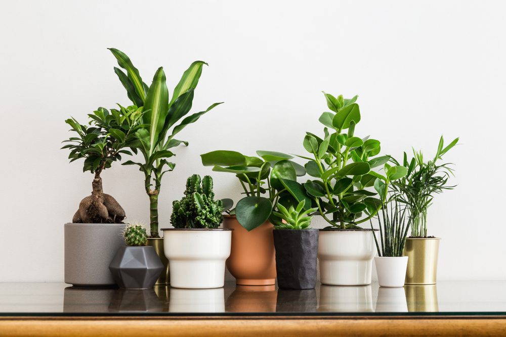 Moving Your Houseplants Without Harm or Mess