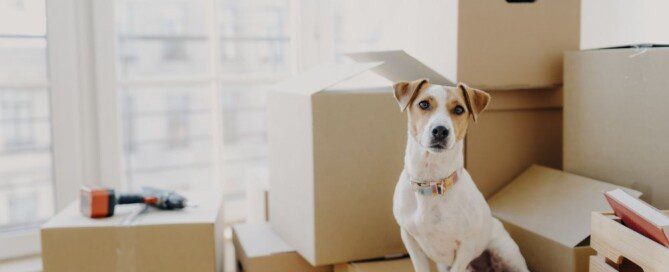 A Simple Guide to Moving Long-Distance With Pets