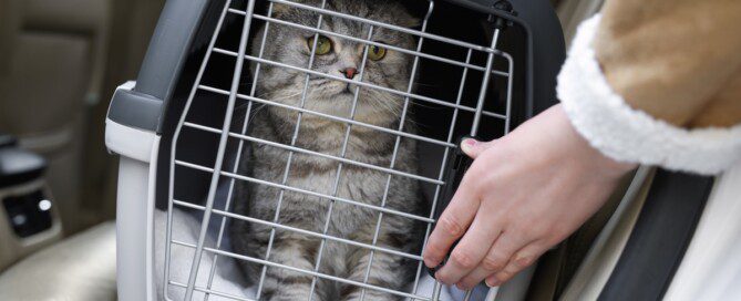 A gray cat sits inside a pet carrier with a metal door as a person secures it in a car seat during a cross-country move.