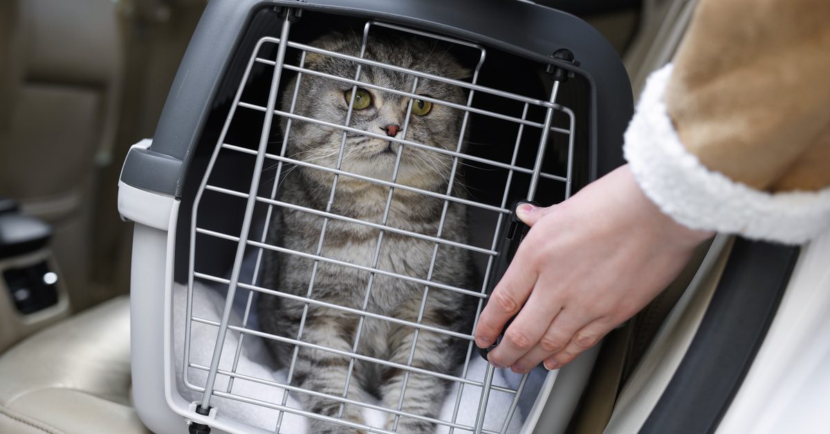 A gray cat sits inside a pet carrier with a metal door as a person secures it in a car seat during a cross-country move.