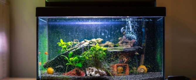 A lit aquarium holds green plants, rocks, snails, and small fish as bubbles rise through the clear water.
