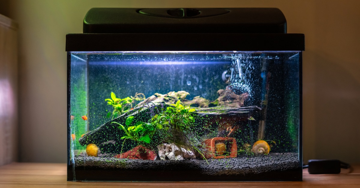 A lit aquarium holds green plants, rocks, snails, and small fish as bubbles rise through the clear water.